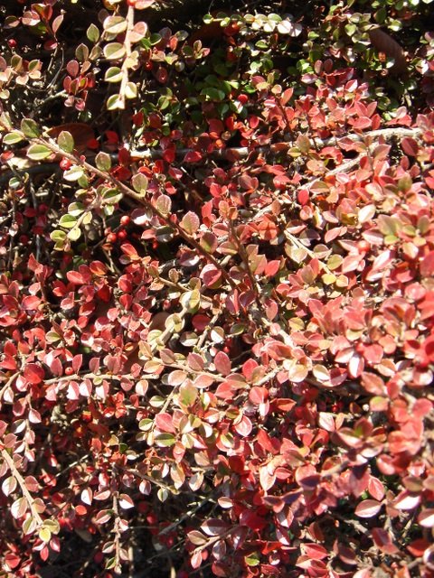 Cotoneaster horizontalis automne P27